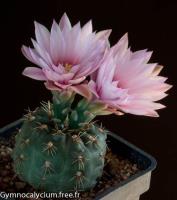 amerhauseri-aff-BKS-101.jpg