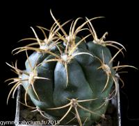 920-guanchinense-v-robustus-FR 22b.jpg