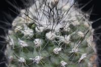 Copiapoa humilis FR 464.jpg