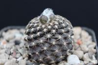 Copiapoa humilis ssp. tenuissima FR 540.jpg