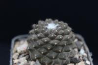 Copiapoa hypogea FR 261.jpg
