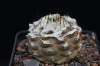 Copiapoa hypogea v. barquitensis FR 654 .jpg