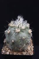 Copiapoa mollicula FR 522.jpg