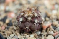 Copiapoa mollicula FR 525.jpg