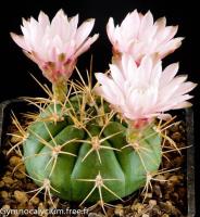 eurypleurum-FR-1178.jpg