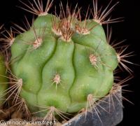 paediophyllum-FR-1177.jpg