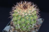 Copiapoa ahremephiana GC 294.04.jpg