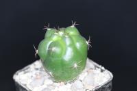 Matucana oreodoxa ssp. roseiflora GC 1084.04.jpg