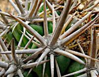 Eriosyce-curvispina-tuberisulcata.jpg