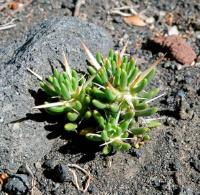 Maihuenia-poeppigii.jpg