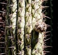 Trichocereus-chiloensis.jpg