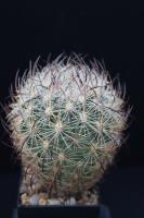 Echinomastus unguispinus GL 607.jpg