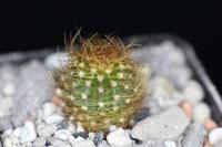 Coleocephalocereus aureus HU 116.jpg