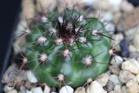 Discocactus bahiensis HU 437.jpg