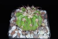 Discocactus-crystallophilus-HU582-C.jpg