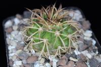 Discocactus-pulvinicapitatus-HU425-C.jpg