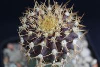 Uebelmannia buiningii f. green HU 141a.jpg