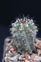 Copiapoa atacamensis JA 275.jpg