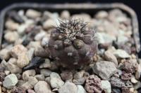 Copiapoa calderana JA 20.jpg