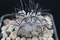 Copiapoa cinerea JA 84.jpg