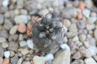 Copiapoa cinerea ssp. haseltoniana albispina JA 975.jpg