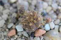 Copiapoa cinerea ssp. haseltoniana tenebrosa JA 976.jpg