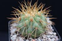 Copiapoa cinerea tenebrosa JA 85.jpg