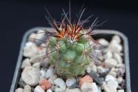 Copiapoa coquimbana JA 150.jpg