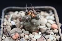 Copiapoa coquimbana JA 152.jpg