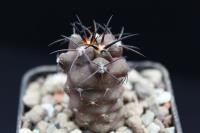 Copiapoa coquimbana alticostata JA 199.jpg