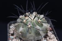 Copiapoa dealbata JA 17.jpg