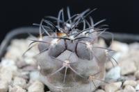 Copiapoa griseoviolacea JA 203.jpg