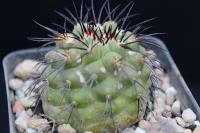 Copiapoa longistaminea JA 31.jpg
