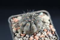 Copiapoa marginata JA 192.JPG
