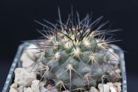 Copiapoa marginata JA 237.jpg