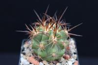 Copiapoa solaris JA 274.jpg