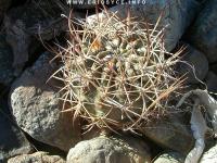 JA06 Eriosyce sp. mina algarrobo.jpg