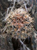 JA104 Eriosyce spectabilis.jpg