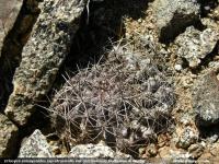 JA106 Pyrrhocactus carrizalensis.jpg