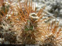 JA115_cumulopuntia.jpg