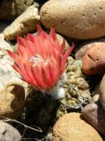JA12 Pyrrhocactus huascensis.jpg