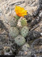 JA120_cumulopuntia1.jpg