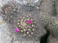 JA121 Eriosyce subgibbosa ssp. wagenknechtii.jpg