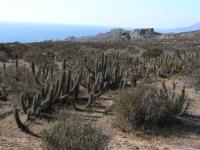 JA127- Echinopsis deserticola.jpg