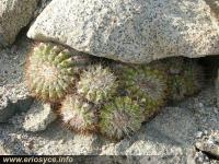 JA139 C_cinerascens_barquito.jpg