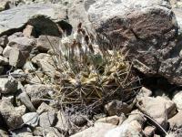 JA14 Pyrrhocactus huascensis.jpg