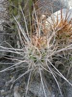 JA149_echinopsis.jpg