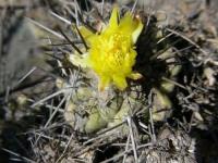 JA15 Copiapoa humilis ssp. australis.jpg