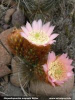 JA151 Miqueliopuntia miquelii.jpg