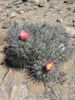 JA152 Copiapoa coquimbana Trapiche.jpg